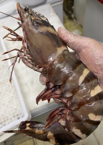 Colossal Black Tiger Prawns photo review
