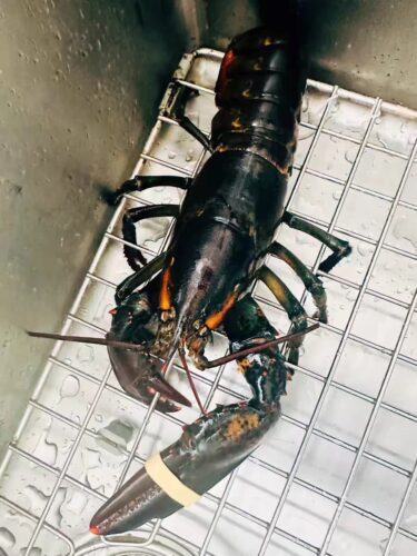 Live Maine Lobster photo review