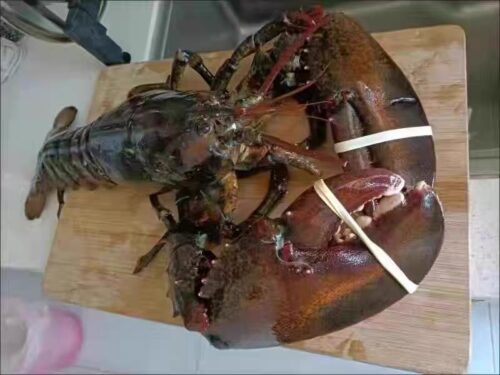Live Maine Lobster photo review