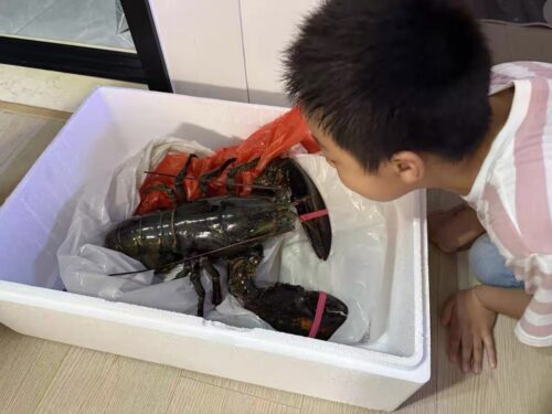 Live Maine Lobster photo review