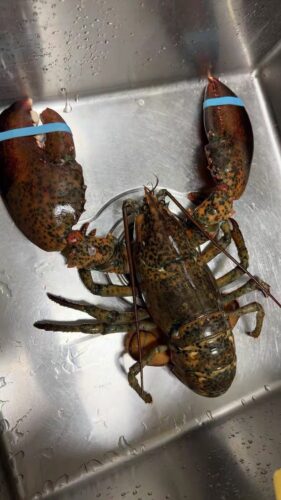 Live Maine Lobster photo review