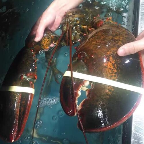 Live Maine Lobster photo review