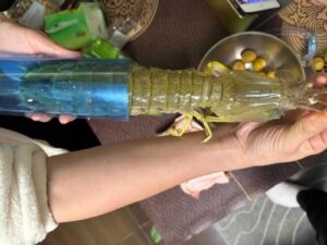 jumbo Mantis Shrimp Live Seafood Shipped with Oxygen Packs photo review